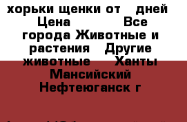 хорьки щенки от 35дней › Цена ­ 4 000 - Все города Животные и растения » Другие животные   . Ханты-Мансийский,Нефтеюганск г.